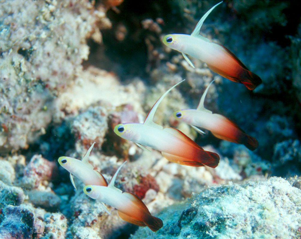 New Blog 1 Dartfish